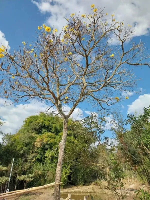 Chácara em Itaguara/Minas Gerais — Ref DVMWBX — Imagem 2