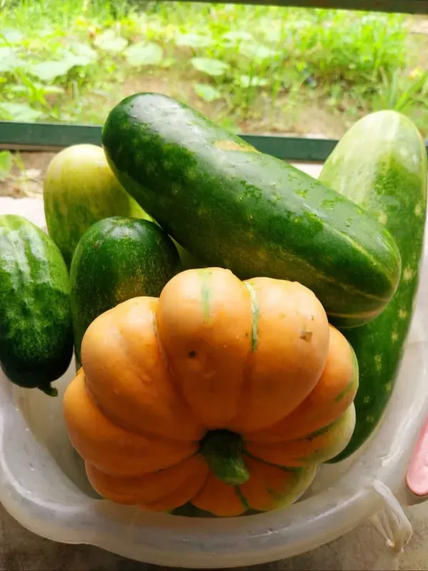 Chácara em Itaguara/Minas Gerais — Ref DVMWBX — Imagem 5