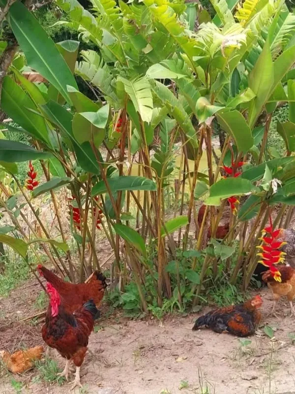 Chácara em Itaguara/Minas Gerais — Ref DVMWBX — Imagem 10