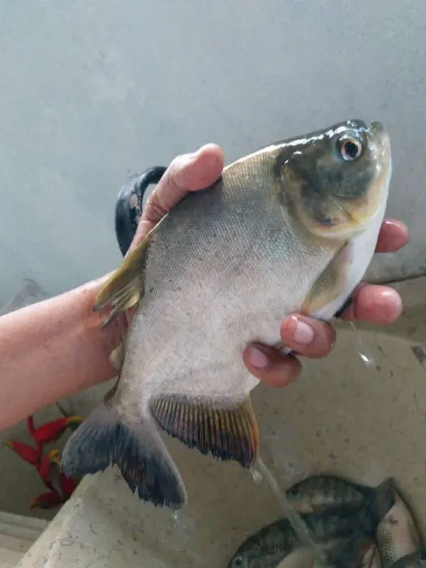 Chácara em Itaguara/Minas Gerais — Ref DVMWBX — Imagem 12