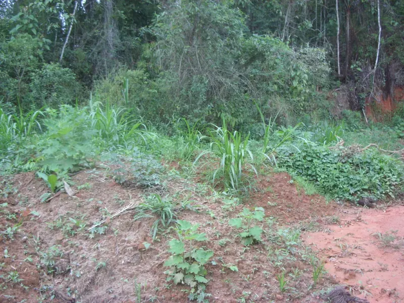 Sítio em Nova Friburgo/Rio de Janeiro — Ref ZIC3WA — Imagem 4