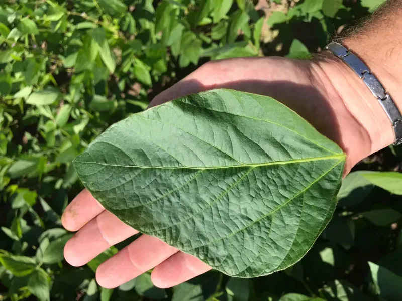 Imóvel rural em Santana do Araguaia/Pará — Ref LNTGQQ1
