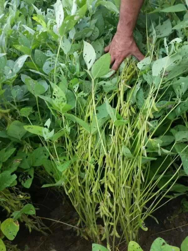 Fazenda em Santana do Araguaia/Pará — Ref LNTGQQ — Imagem 4