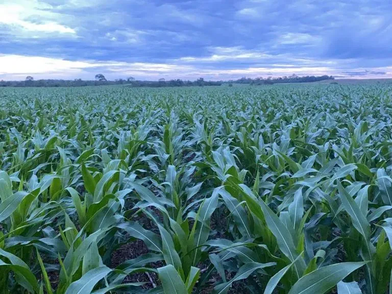 Fazenda em Santana do Araguaia/Pará — Ref LNTGQQ — Imagem 15