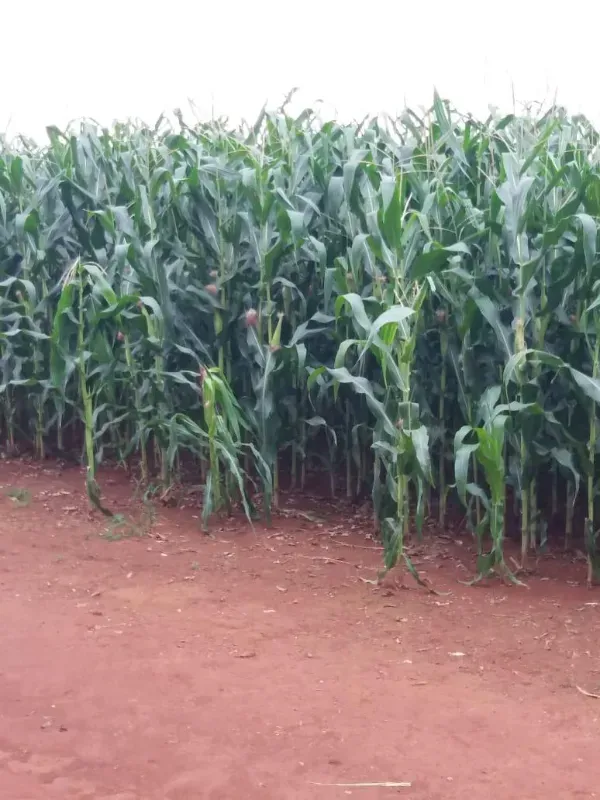 Fazenda em Santana do Araguaia/Pará — Ref LNTGQQ — Imagem 18