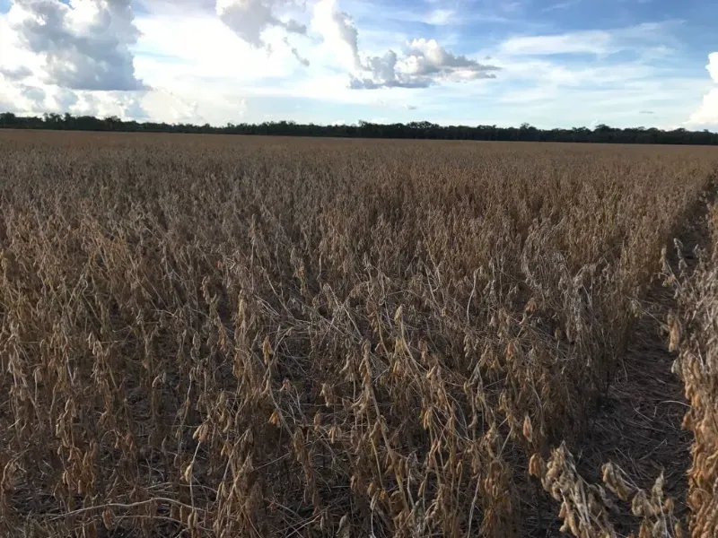 Fazenda em Santana do Araguaia/Pará — Ref LNTGQQ — Imagem 12
