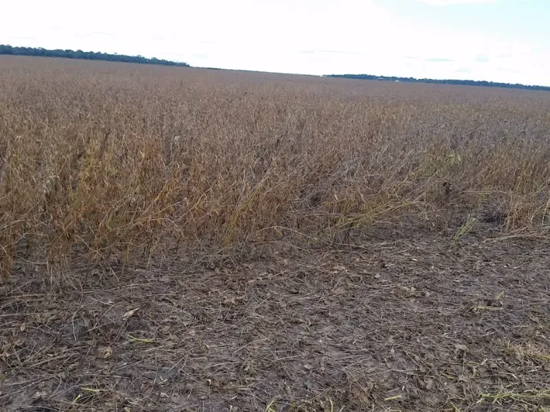 Fazenda em Santana do Araguaia/Pará — Ref LNTGQQ — Imagem 13