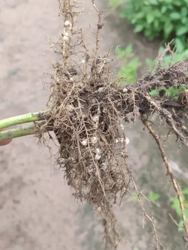 Fazenda em Santana do Araguaia/Pará — Ref LNTGQQ — Imagem 3