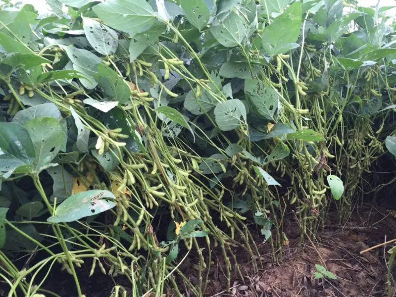 Fazenda em Santana do Araguaia/Pará — Ref LNTGQQ — Imagem 5