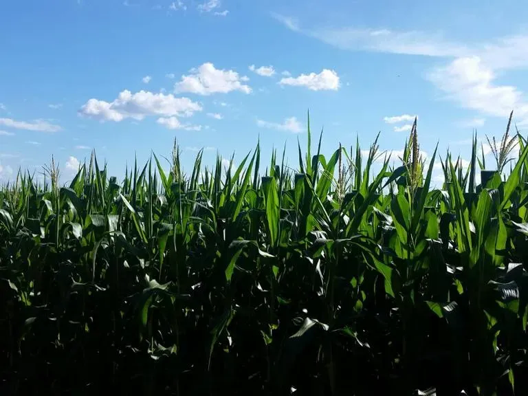 Fazenda em Santana do Araguaia/Pará — Ref LNTGQQ — Imagem 17