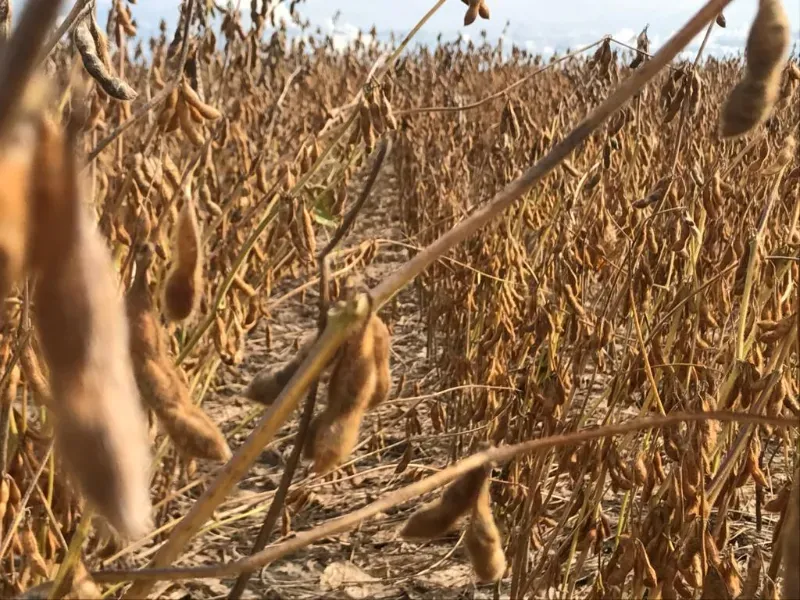Fazenda em Santana do Araguaia/Pará — Ref LNTGQQ — Imagem 8