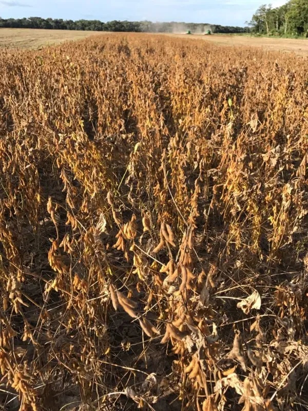 Fazenda em Santana do Araguaia/Pará — Ref LNTGQQ — Imagem 9
