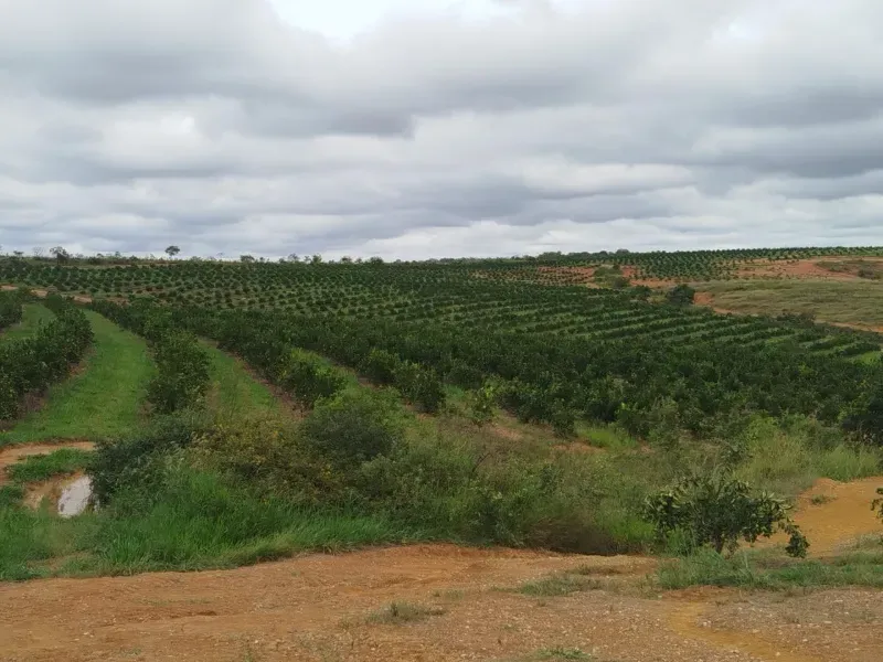 Fazenda em Biquinhas/Minas Gerais — Ref HMLE8T — Imagem 9