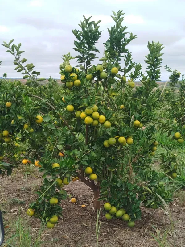Fazenda em Biquinhas/Minas Gerais — Ref HMLE8T — Imagem 5