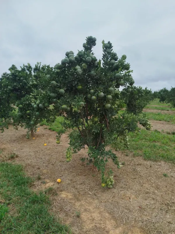 Fazenda em Biquinhas/Minas Gerais — Ref HMLE8T — Imagem 2