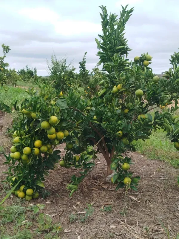 Fazenda em Biquinhas/Minas Gerais — Ref HMLE8T — Imagem 3
