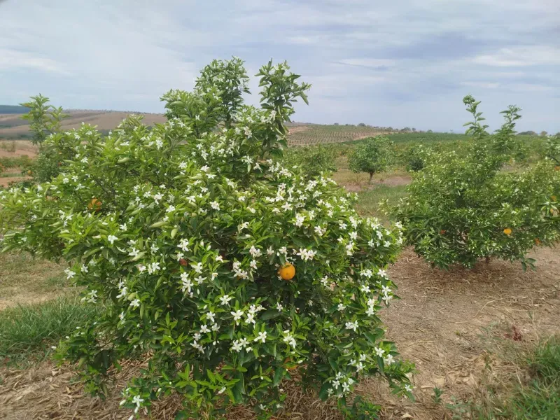 Fazenda em Biquinhas/Minas Gerais — Ref HMLE8T — Imagem 4