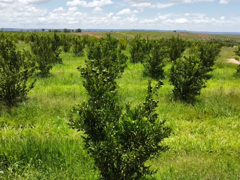 Fazenda em Biquinhas/Minas Gerais — Ref HMLE8T — Imagem 13