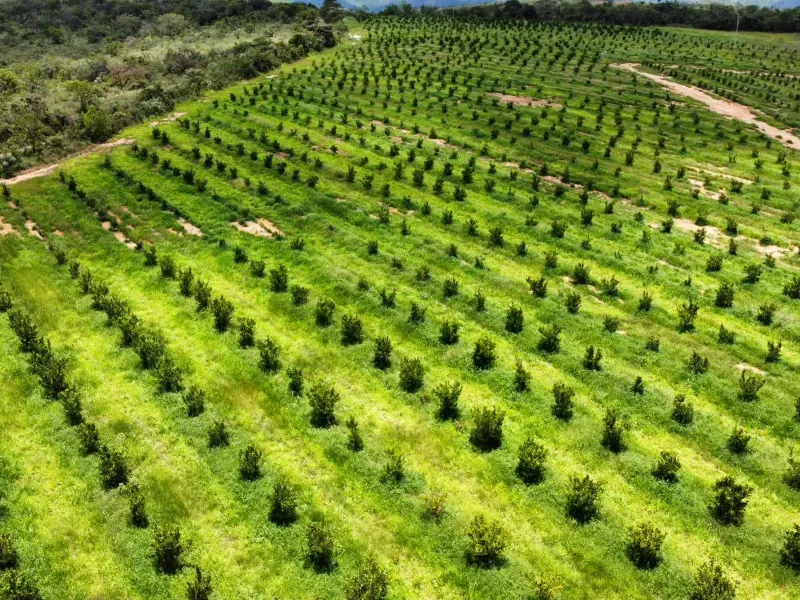 Fazenda em Biquinhas/Minas Gerais — Ref HMLE8T — Imagem 15