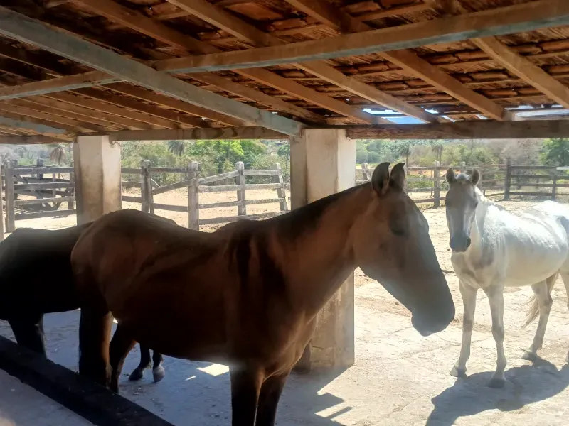 Fazenda em Santa Luzia/Minas Gerais — Ref IR1ZK2 — Imagem 19