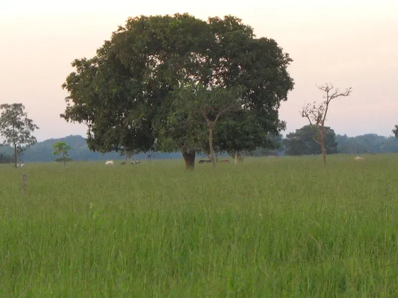 Fazenda em Pirapora/Minas Gerais — Ref BTL6IC — Imagem 10