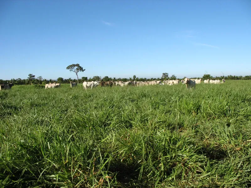 Fazenda em Pirapora/Minas Gerais — Ref BTL6IC — Imagem 3