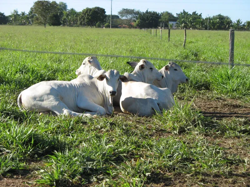Fazenda em Pirapora/Minas Gerais — Ref BTL6IC — Imagem 7