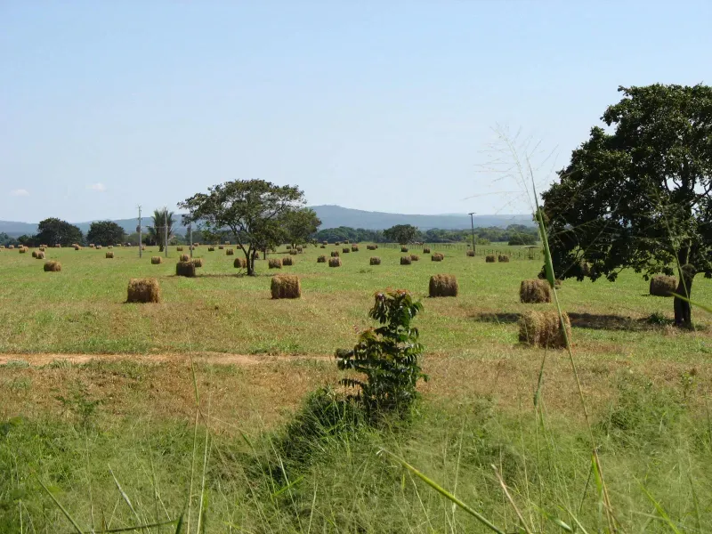 Fazenda em Pirapora/Minas Gerais — Ref BTL6IC — Imagem 16