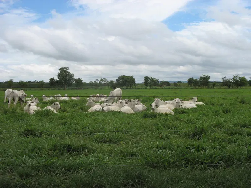 Fazenda em Pirapora/Minas Gerais — Ref BTL6IC — Imagem 17