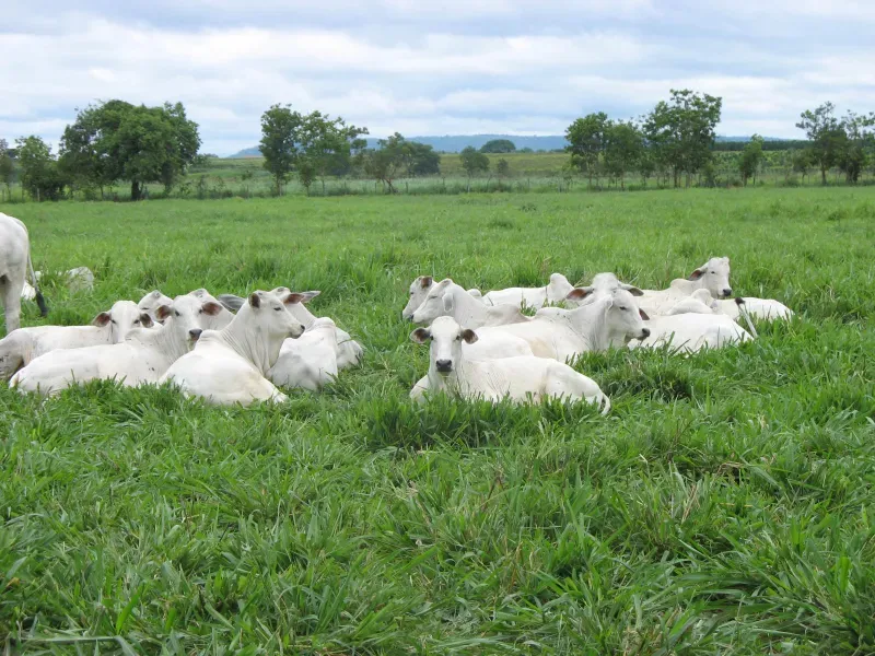 Fazenda em Pirapora/Minas Gerais — Ref BTL6IC — Imagem 4