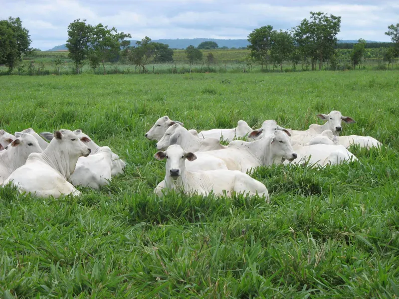 Fazenda em Pirapora/Minas Gerais — Ref BTL6IC — Imagem 18