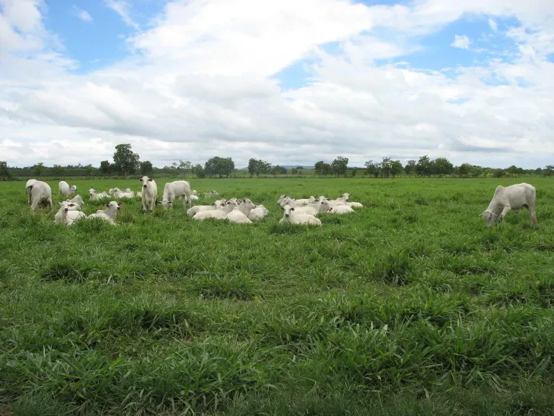 Fazenda em Pirapora/Minas Gerais — Ref BTL6IC — Imagem 9