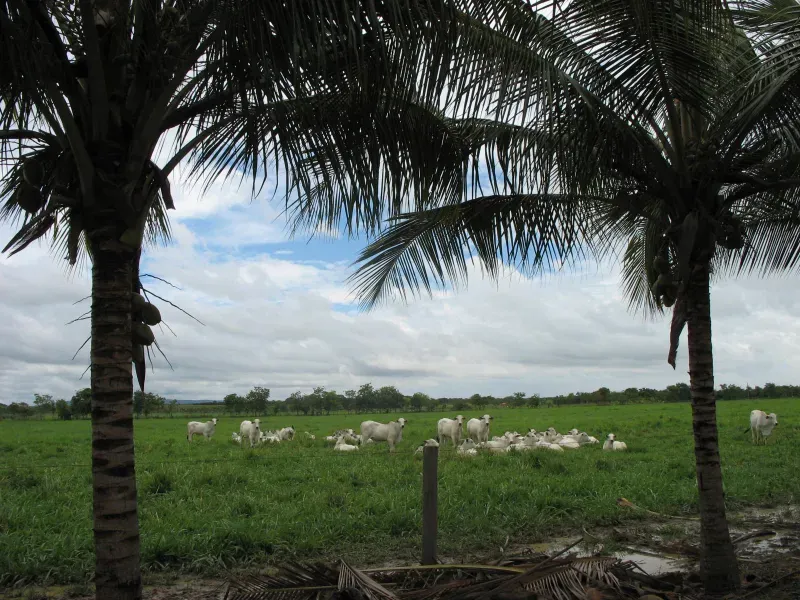 Fazenda em Pirapora/Minas Gerais — Ref BTL6IC — Imagem 19