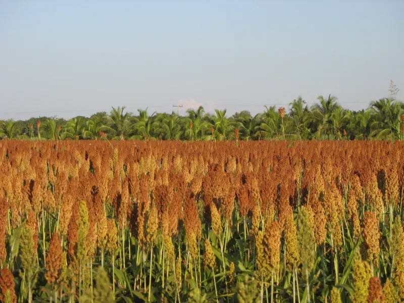 Fazenda em Pirapora/Minas Gerais — Ref BTL6IC — Imagem 13