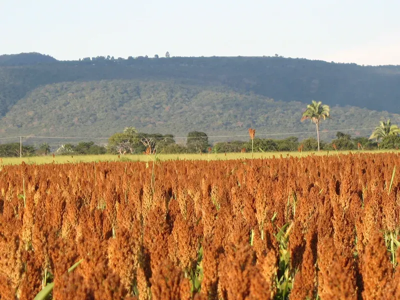 Fazenda em Pirapora/Minas Gerais — Ref BTL6IC — Imagem 12