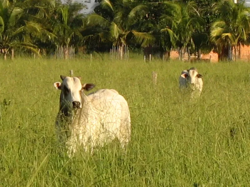 Fazenda em Pirapora/Minas Gerais — Ref BTL6IC — Imagem 24