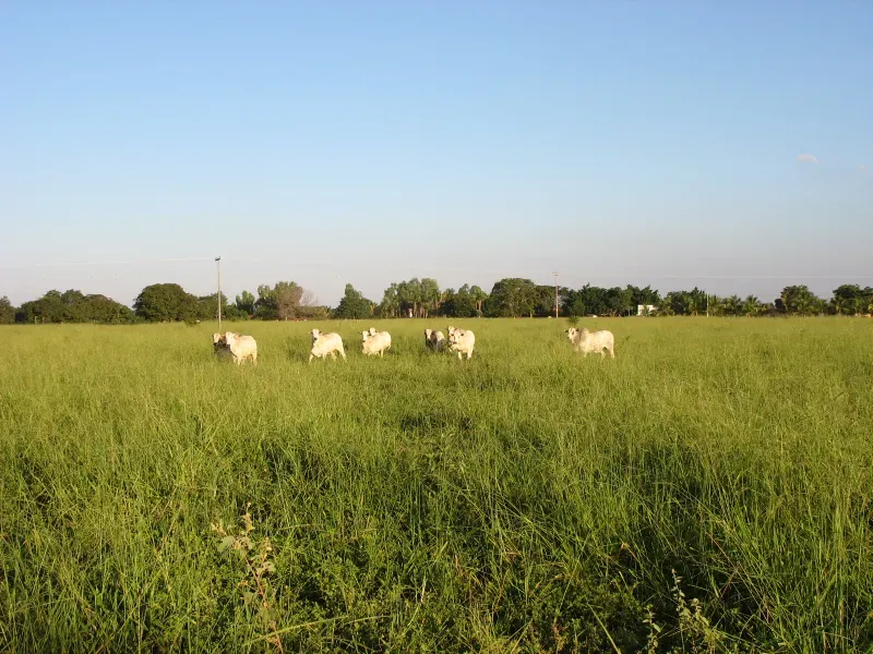 Fazenda em Pirapora/Minas Gerais — Ref BTL6IC — Imagem 26