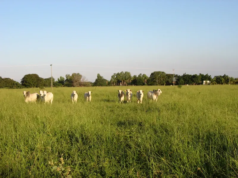 Fazenda em Pirapora/Minas Gerais — Ref BTL6IC — Imagem 27