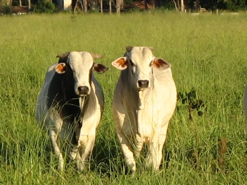 Fazenda em Pirapora/Minas Gerais — Ref BTL6IC — Imagem 29