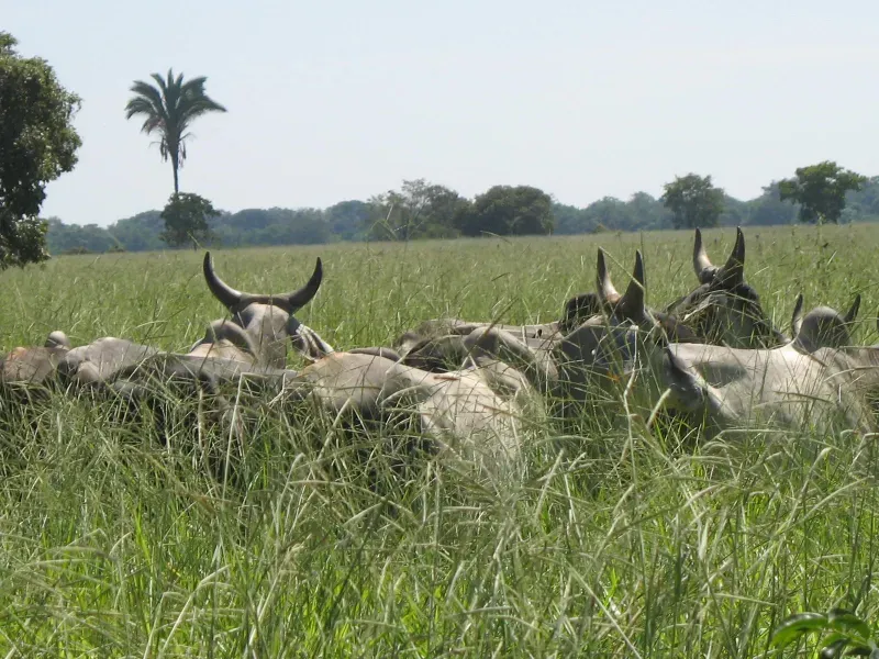 Fazenda em Pirapora/Minas Gerais — Ref BTL6IC — Imagem 30