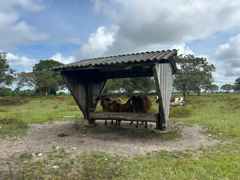 Fazenda em Juarina/Tocantins — Ref 779QDB — Imagem 25