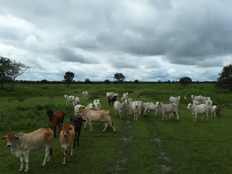 Fazenda em Juarina/Tocantins — Ref 779QDB — Imagem 24
