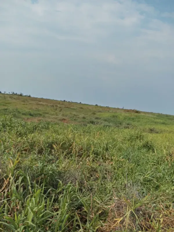 Fazenda em Corumbá/Mato Grosso do Sul — Ref IVVXZ1 — Imagem 12