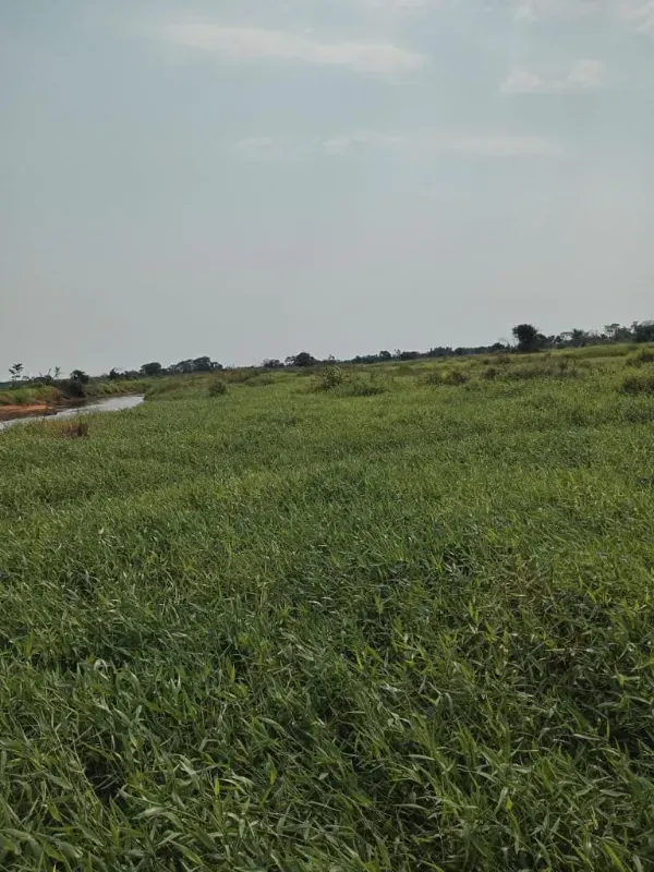 Fazenda em Corumbá/Mato Grosso do Sul — Ref IVVXZ1 — Imagem 13