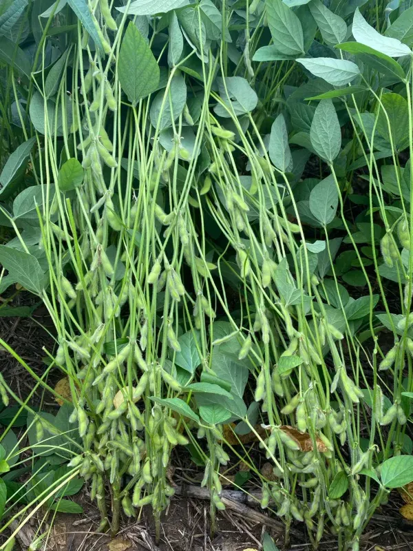 Fazenda em Guaraí/Tocantins — Ref QWAP32 — Imagem 3