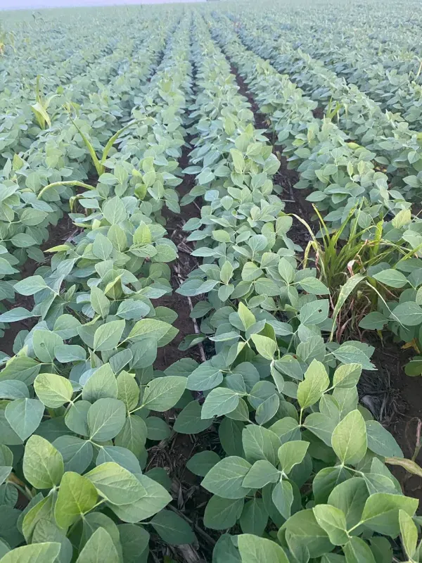 Fazenda em Guaraí/Tocantins — Ref QWAP32 — Imagem 5