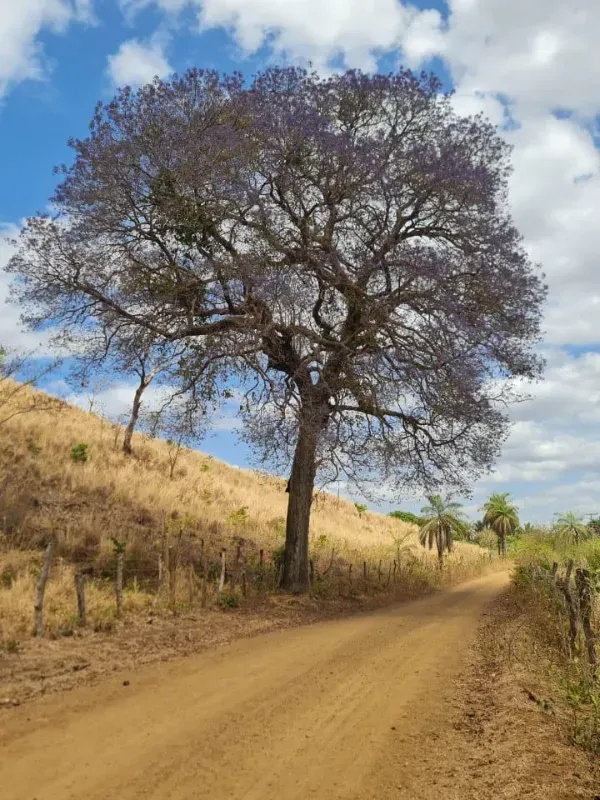 Fazenda em São Domingos do Azeitão/Maranhão — Ref 002XGC — Imagem 5