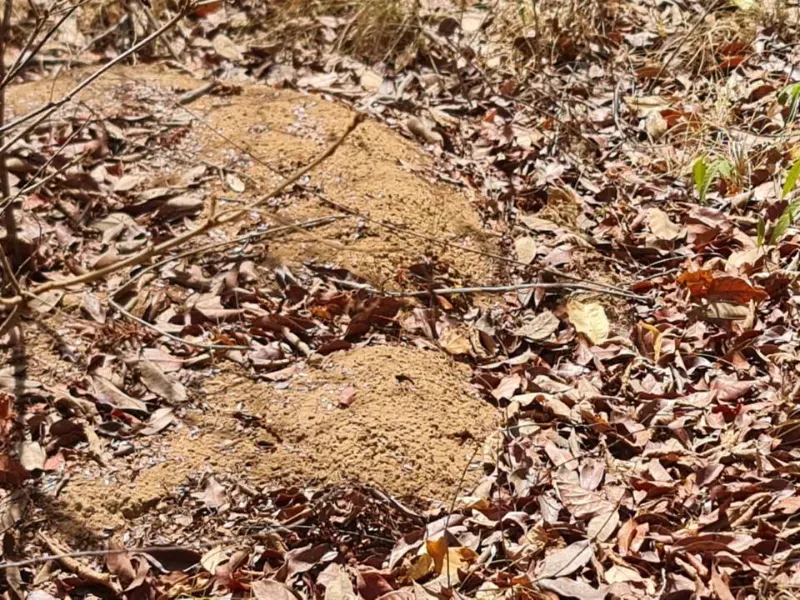 Fazenda em São Domingos do Azeitão/Maranhão — Ref 002XGC — Imagem 8