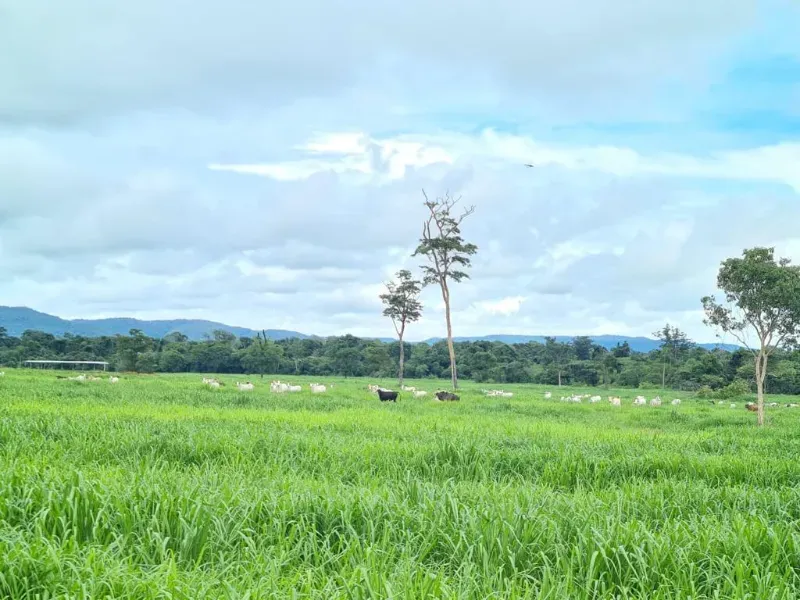 Fazenda em Confresa/Mato Grosso — Ref GTZC12 — Imagem 10