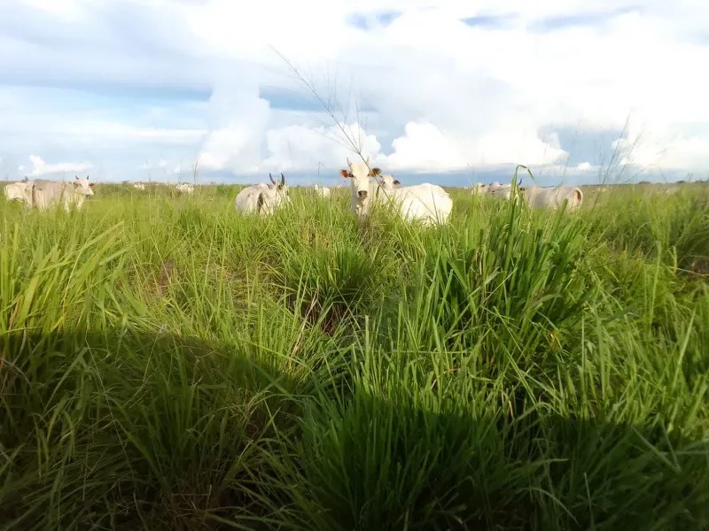 Fazenda em Porto Alegre do Tocantins/Tocantins — Ref IRWYLH — Imagem 7